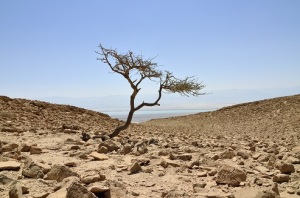 Alone acacia tree in Judea desert.
