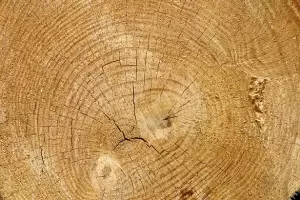 PDF) The interpretation of archaeological tree-ring dates