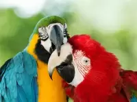 Introduction to Ornithology
