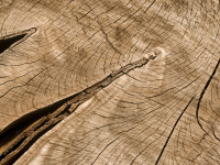 Dendrochronology: What Tree Rings Tell Us About Past and Present