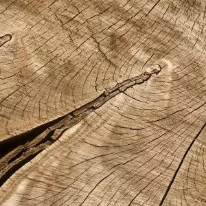 Dendrochronology: What Tree Rings Tell Us About Past and Present