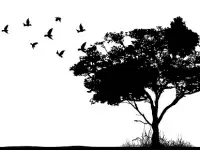 Birds & Ecosystem Services