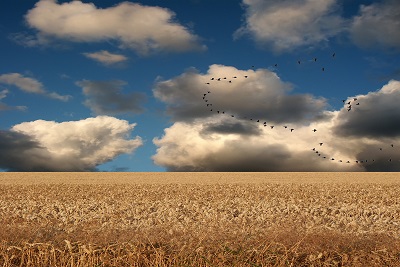 Birds Crops