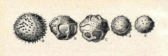 With Palynology We Can See the Tiniest Details