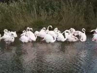 Birds as Environmental Indicators