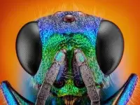 Entomology 101: Study of Insects