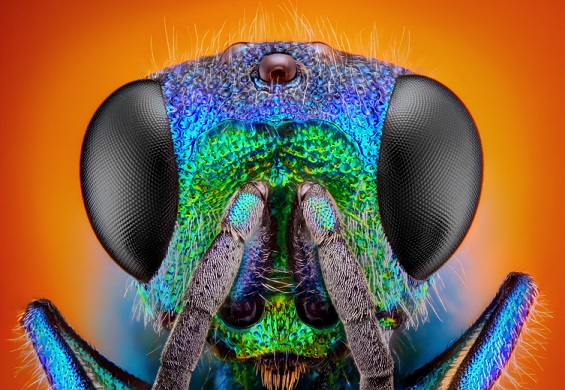 Introduction To Entomology Environmentalscience Org