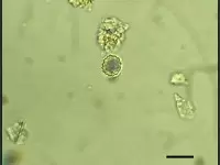 Phytoliths: What They Are and What They Tell Us