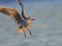 Birds in a Changing Climate