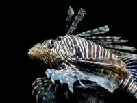 Invasive Species: How They Affect the Environment