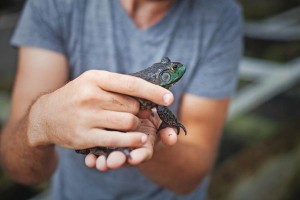 How to Become a Herpetologist 