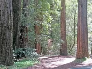 Trees in sun