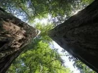 VW Partners With Conservation Fund and 3Degrees to Manage and Restore Redwoods