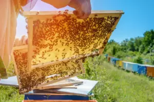 How to Become a Beekeeper