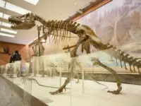 Paleontology: Examines the Dawn of Life to the Dawn of Civilization