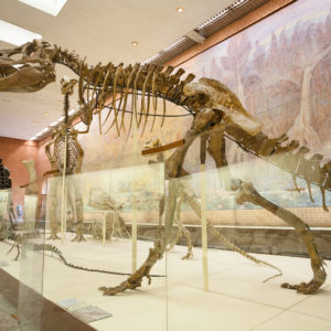 Paleontology: Examines the Dawn of Life to the Dawn of Civilization