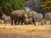 Zoology: Exploring the Animal Kingdom as Academic Pursuit