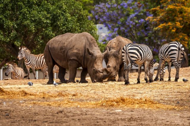 Zoology: Exploring the Animal Kingdom as Academic Pursuit |  EnvironmentalScience.org