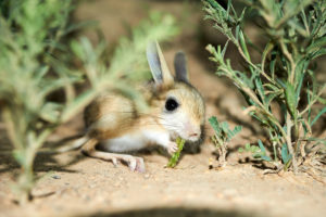Small desert mouse with large ears sitting on sandy ground among sparse shrubs, nibbling on a green plant.