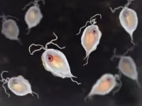 Guide to Parasitology
