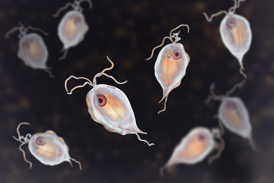 Parasite Overview Parasite Science Definition